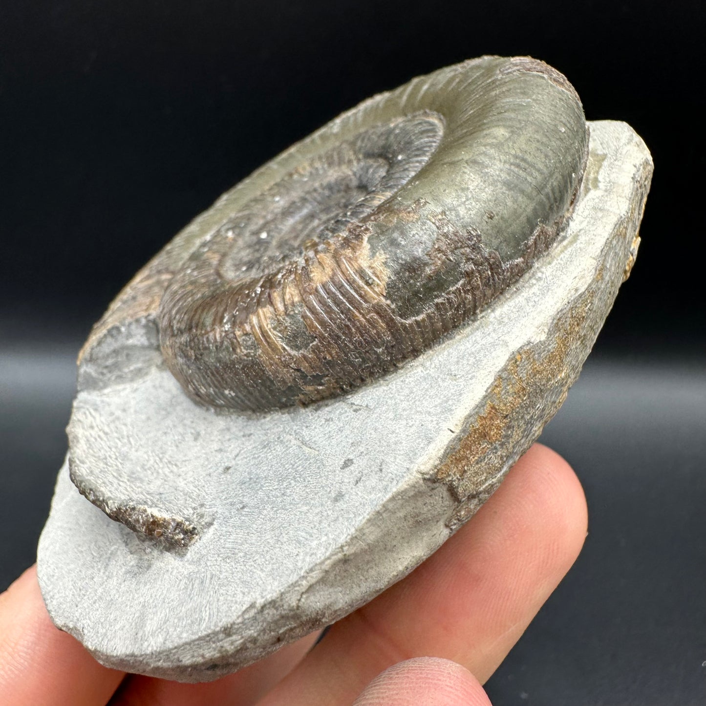 Dactylioceras tenuicostatum Ammonite fossil with box and stand - Whitby, North Yorkshire Jurassic Coast