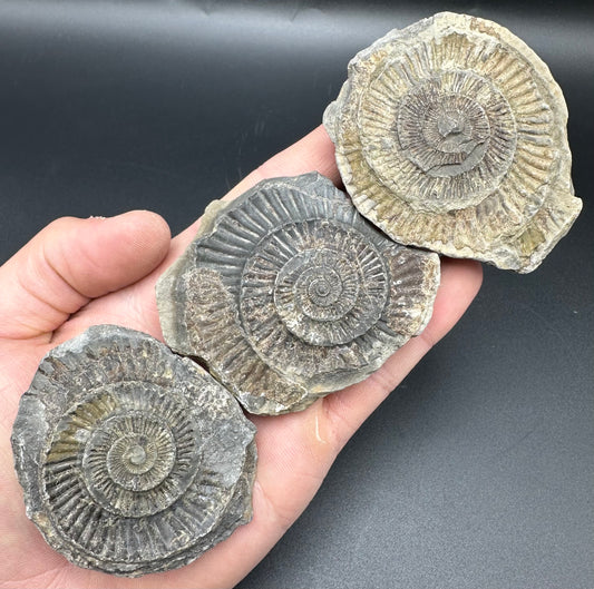 Dactylioceras imprint (negative) bundle ammonite shell fossil with box - Whitby, North Yorkshire, Yorkshire Fossils