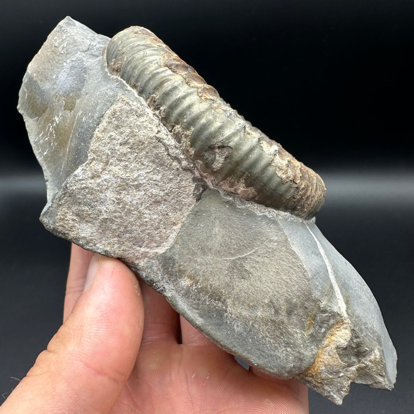 Dactylioceras Ammonite Fossil - Whitby, North Yorkshire Jurassic Coast Yorkshire Fossils