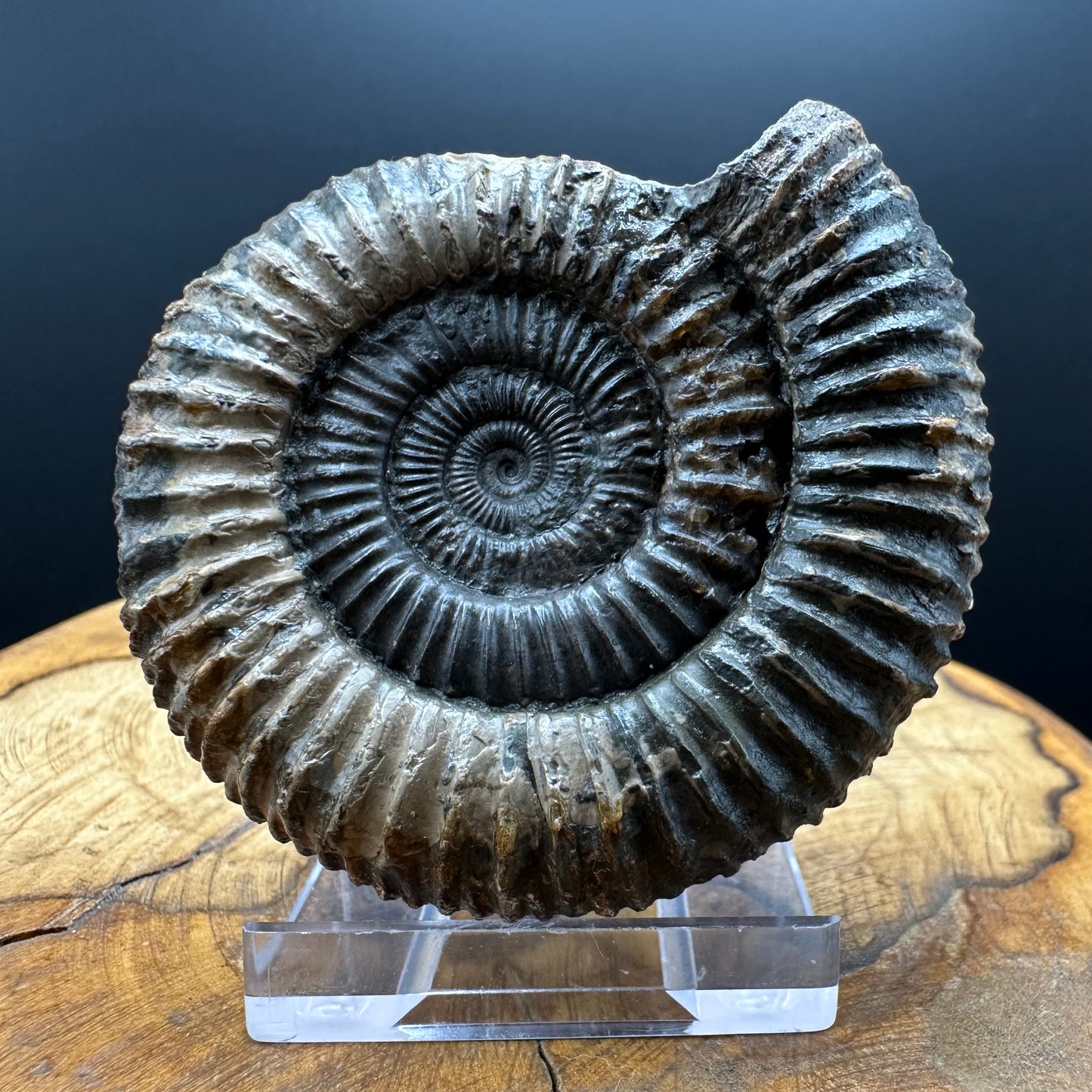 Dactylioceras Ammonite Fossil With box and Stand - Whitby, North Yorkshire Jurassic Coast Yorkshire Fossils