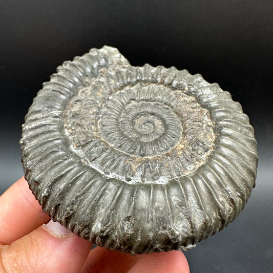 Peronoceras fibulatum Ammonite fossil with box and stand - Whitby, North Yorkshire Jurassic Coast Yorkshire Fossils