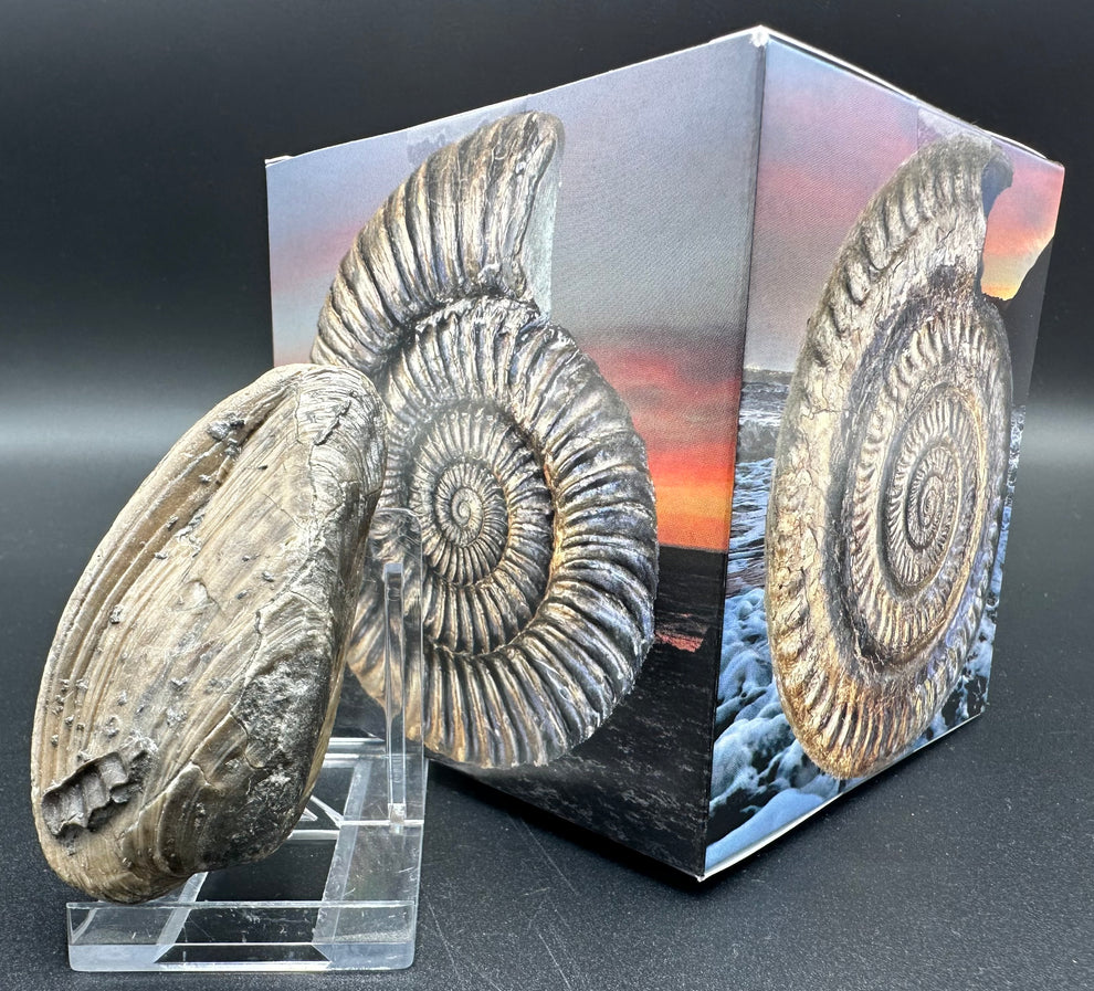 Shell fossil with box and stand - Whitby, North Yorkshire, Jurassic Co ...