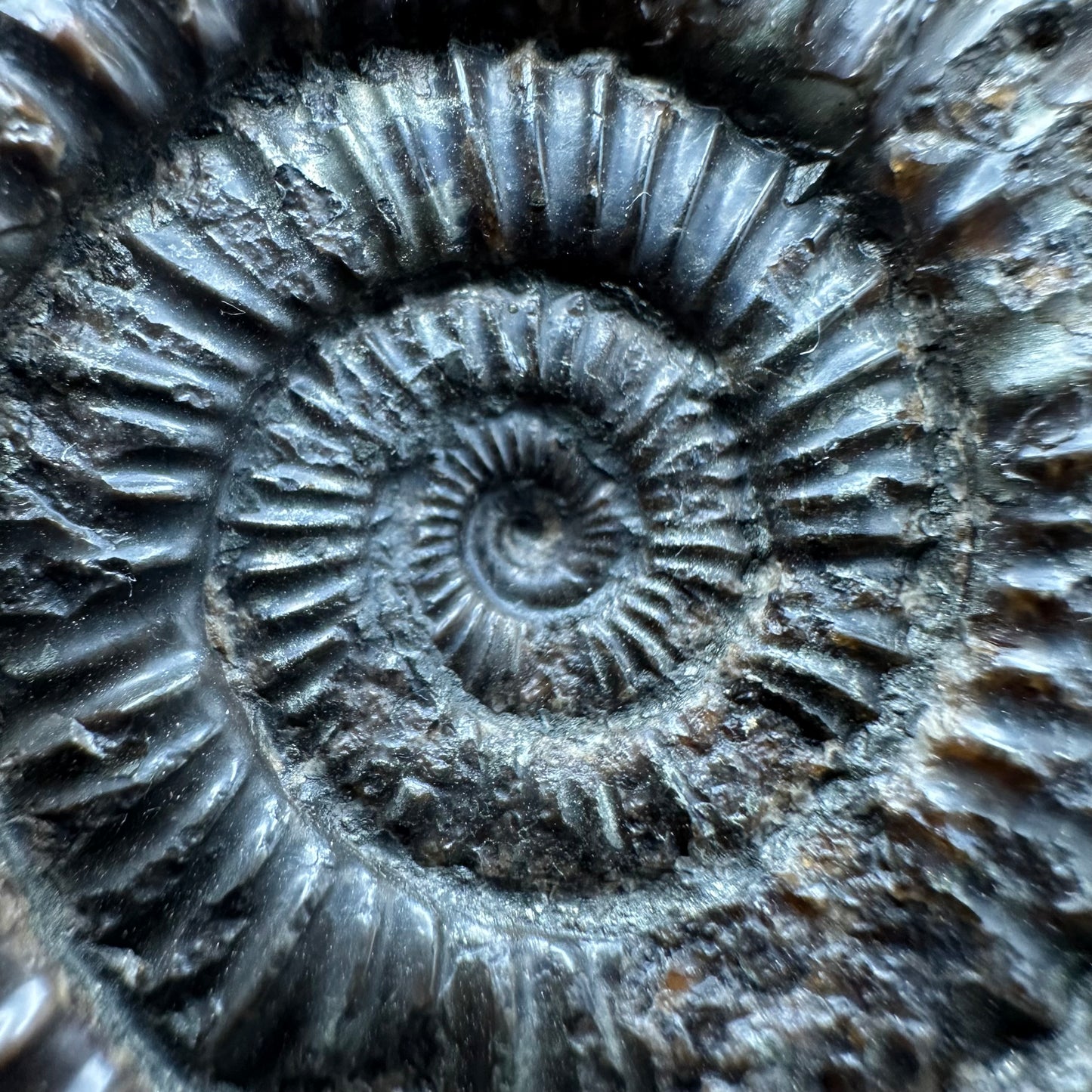 Dactylioceras Ammonite Fossil With box and Stand - Whitby, North Yorkshire Jurassic Coast Yorkshire Fossils