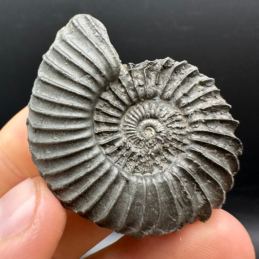Schlothemia sp. ammonite fossil with box and stand - Whitby, North Yorkshire Jurassic Coast, Yorkshire fossils