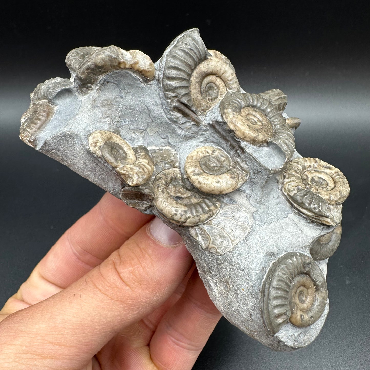 Arnioceras ammonite shell fossil with box and stand - Whitby, North Yorkshire Jurassic Coast Yorkshire Fossils