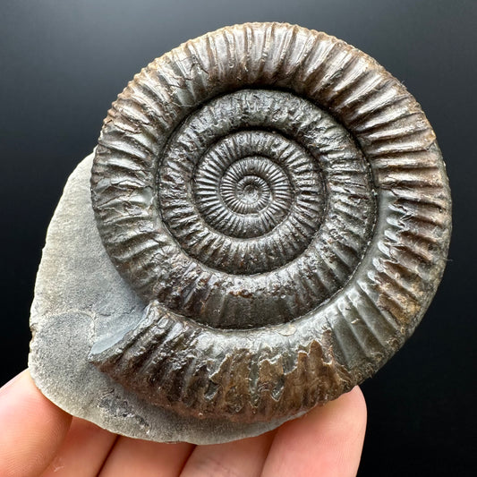 Dactylioceras Ammonite Fossil With box and Stand - Whitby, North Yorkshire Jurassic Coast Yorkshire Fossils
