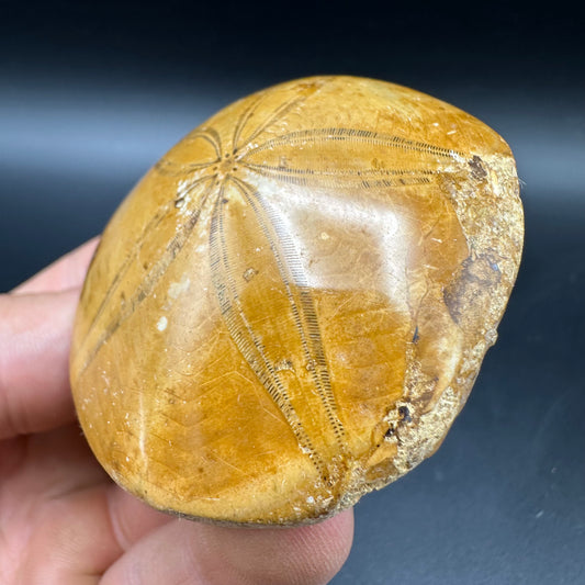 Holectypus Sea Urchin Fossil With Box And Stand - Middle Jurassic Madagascar