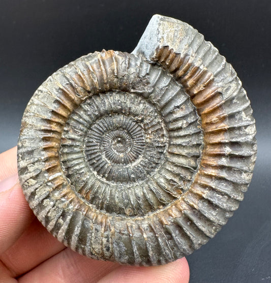 Dactylioceras Ammonite Fossil With Box And Stand - Whitby, North Yorkshire Jurassic Coast Yorkshire Fossils