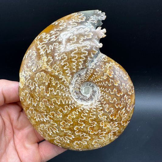 Cleoniceras Ammonite Fossil With Box And Stand - Cretaceous Ammonite Madagascar