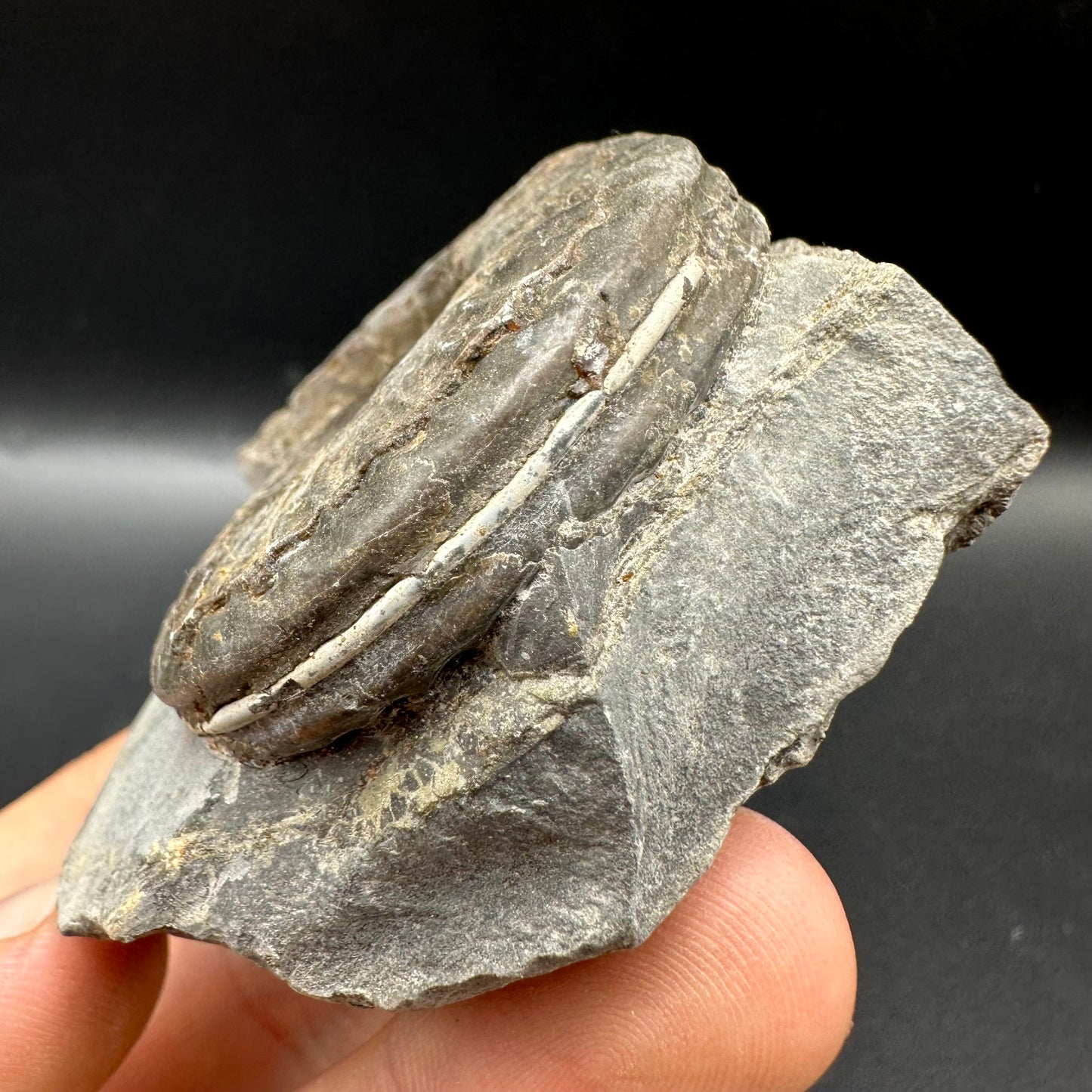 Hildoceras lusitanicum Ammonite fossil with box and stand - Whitby, North Yorkshire, Jurassic Coast, Yorkshire Fossils from the Jurassic Coast