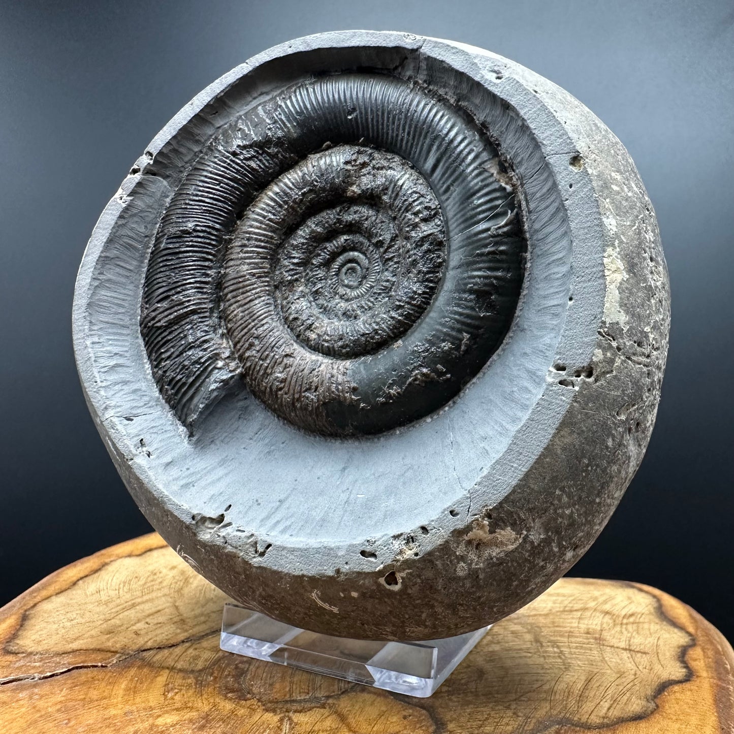 Dactylioceras tenuicostatum Ammonite fossil with box and stand - Whitby, North Yorkshire Jurassic Coast