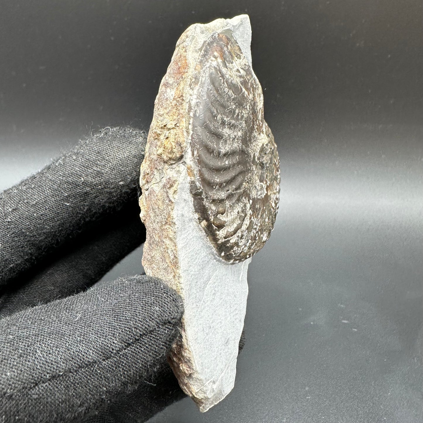 Pseudolioceras lythense Ammonite fossil with box and stand - Whitby, North Yorkshire, Yorkshire Fossils on the Jurassic Coast