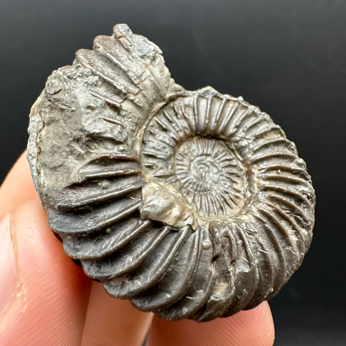 Schlothemia sp. ammonite fossil with box and stand - Whitby, North Yorkshire Jurassic Coast, Yorkshire fossils