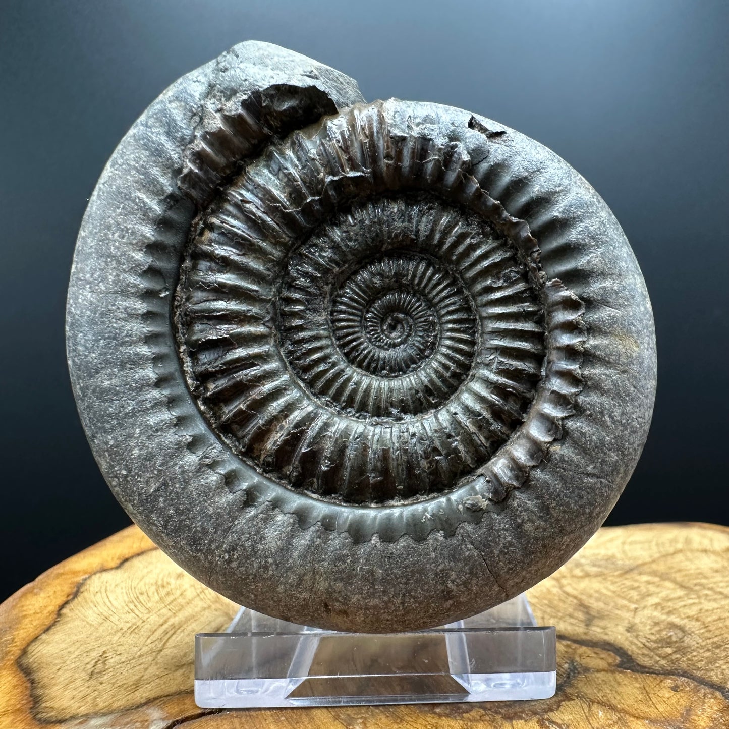 Dactylioceras Ammonite Fossil With box and Stand - Whitby, North Yorkshire Jurassic Coast Yorkshire Fossils