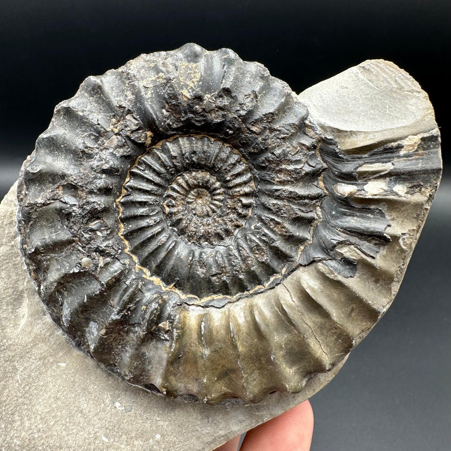 Pleuroceras paucicostatum ammonite fossil with box and stand - Whitby, North Yorkshire Jurassic Coast Yorkshire Fossils