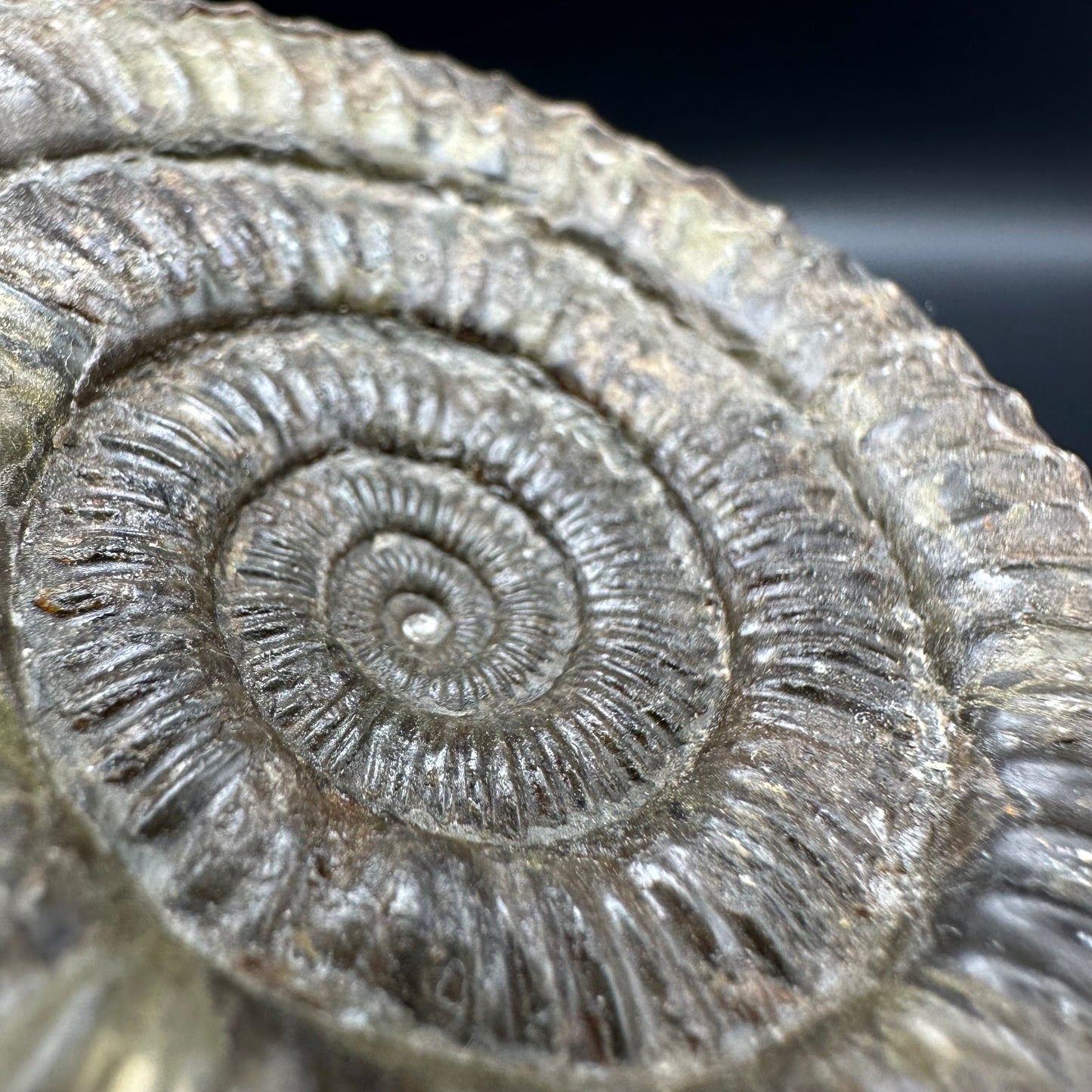 Dactylioceras Ammonite Fossil With Box And Stand - Whitby, North Yorkshire Jurassic Coast Yorkshire Fossils