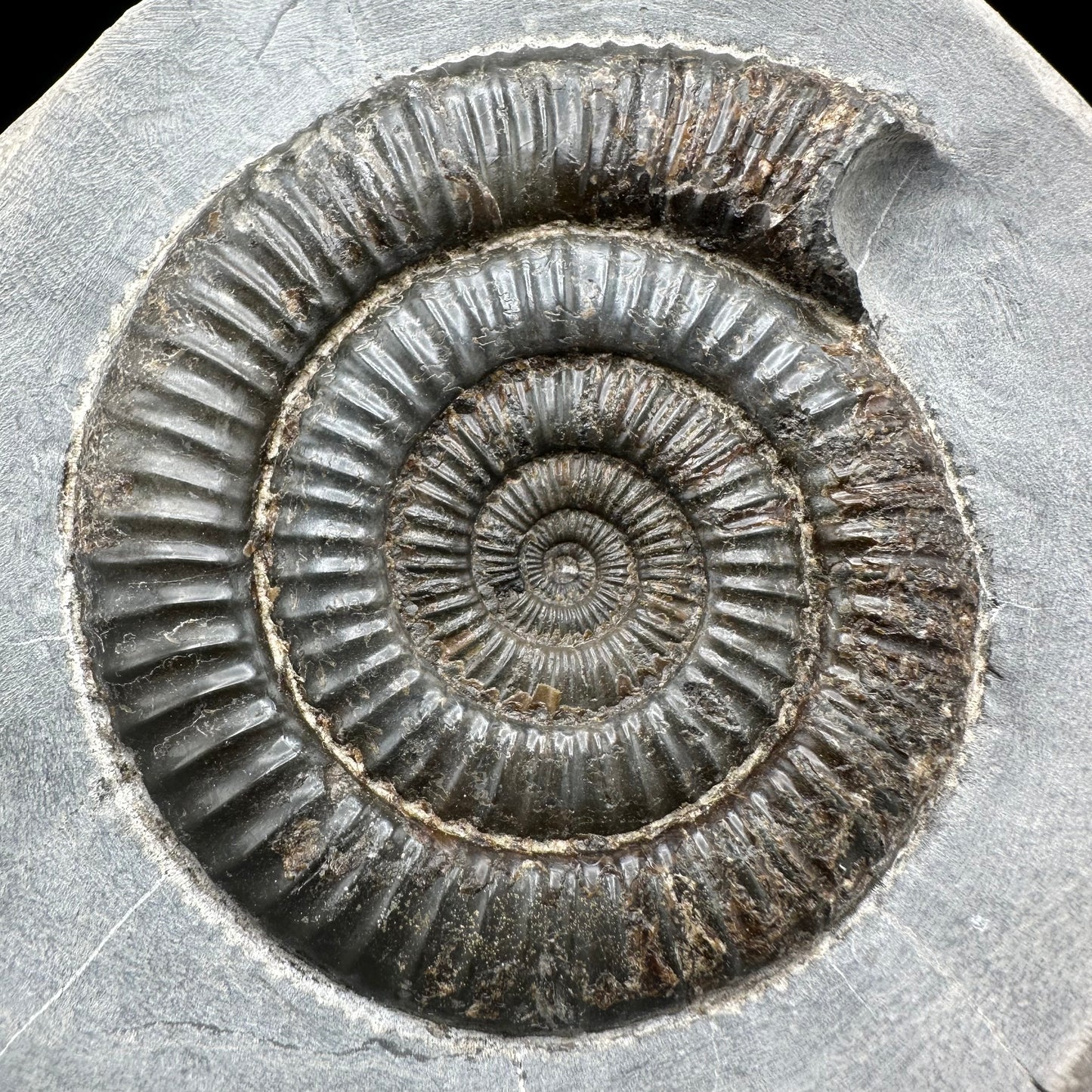 Dactylioceras Ammonite Fossil - Whitby, North Yorkshire Jurassic Coast Yorkshire Fossils