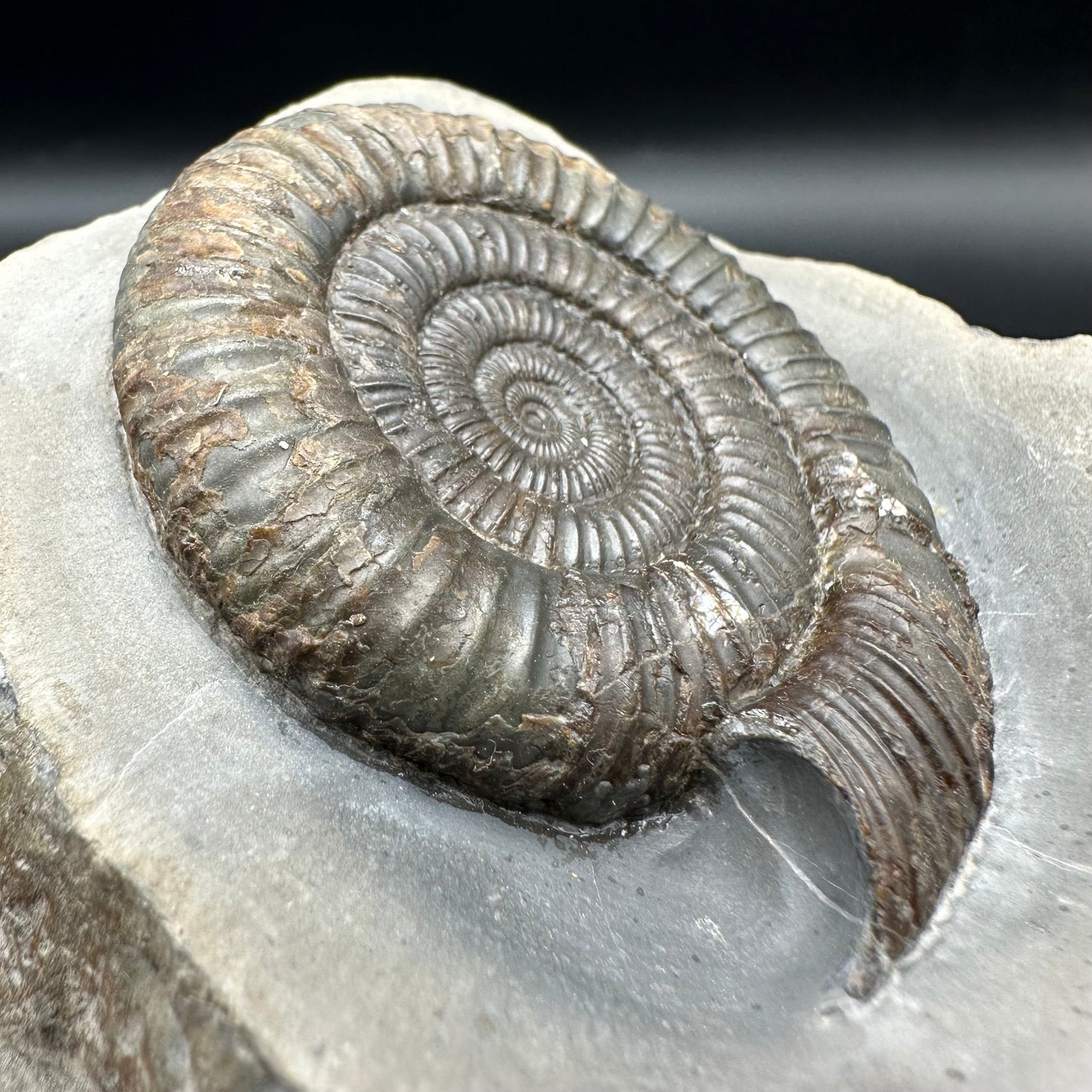 Dactylioceras Ammonite Fossil With Box And Stand - Whitby, North Yorkshire Jurassic Coast Yorkshire Fossils