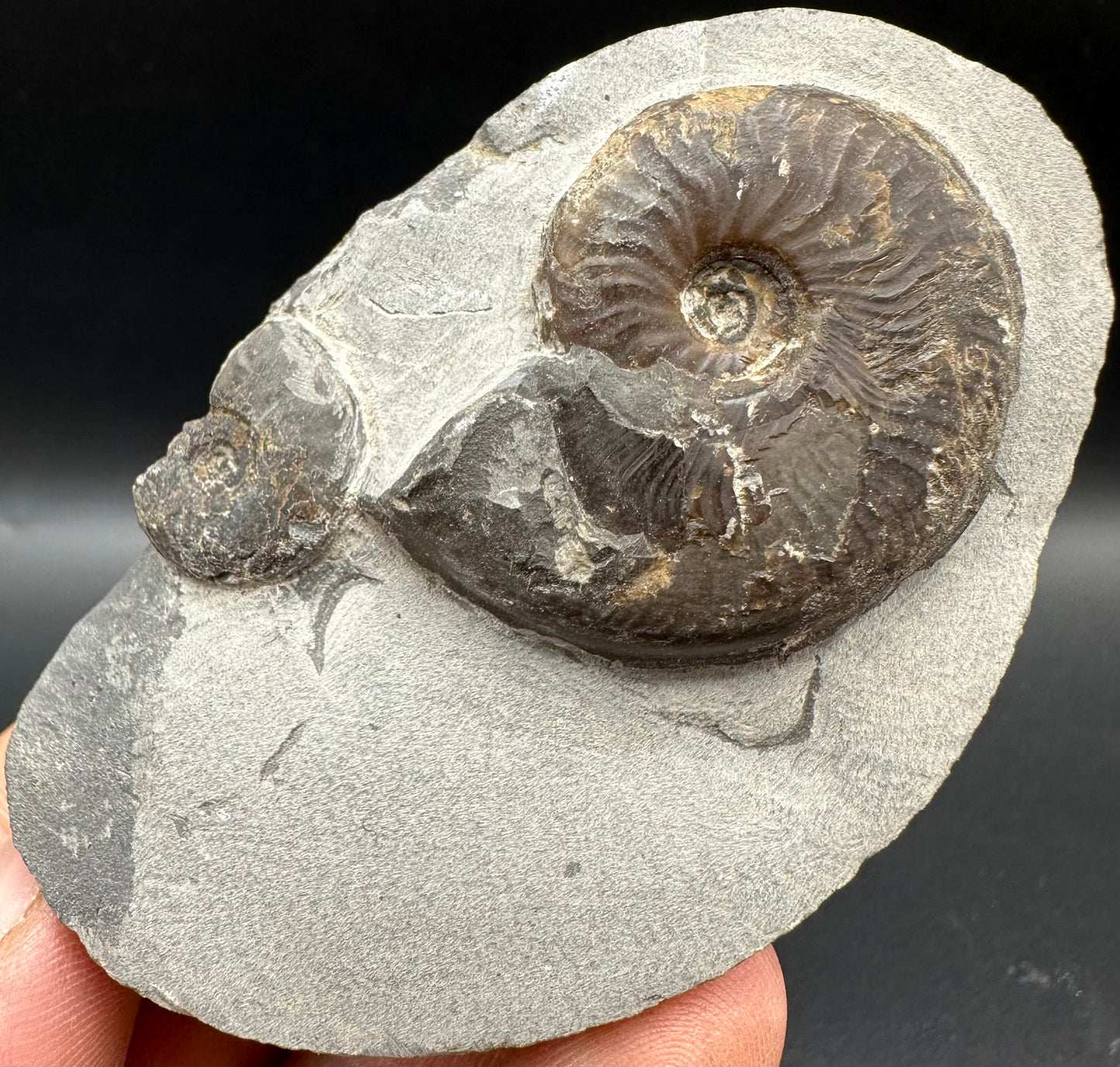 Eleganticeras Elegantulum Ammonite fossil with box and stand - Whitby, North Yorkshire Jurassic Coast, Yorkshire Fossils