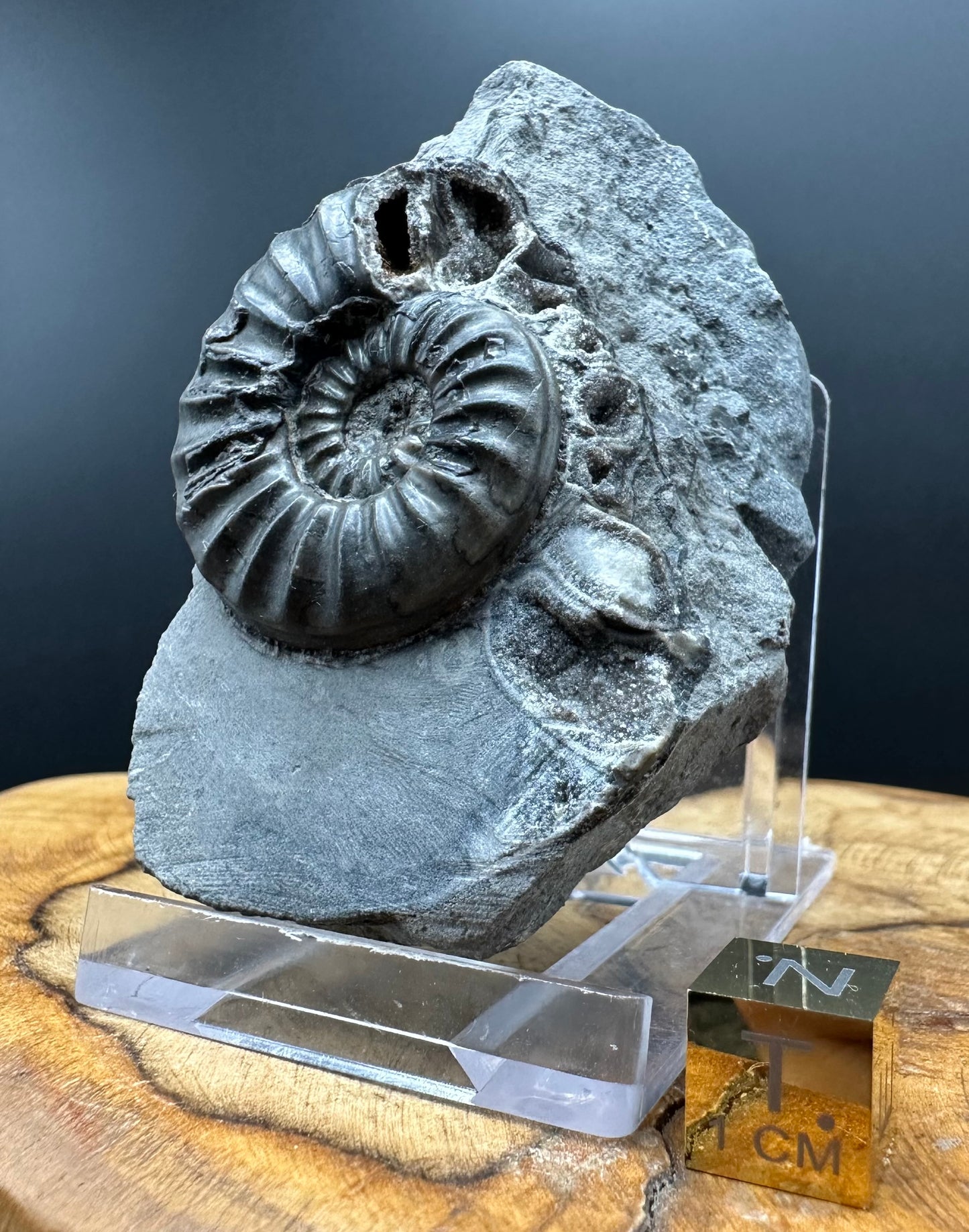 Asteroceras Ammonite fossil with box and stand - Whitby, North Yorkshire Jurassic Coast Yorkshire Fossils