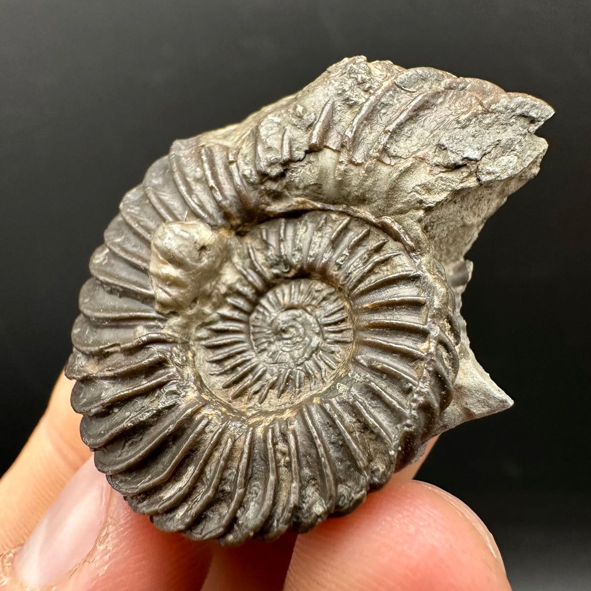 Schlothemia sp. ammonite fossil with box and stand - Whitby, North Yorkshire Jurassic Coast, Yorkshire fossils