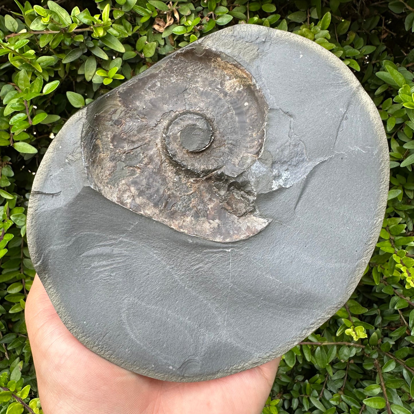 Golden Egg (GENUINE) Ammonite Fossil With Stand - Whitby, North Yorkshire Jurassic Coast Yorkshire Fossils