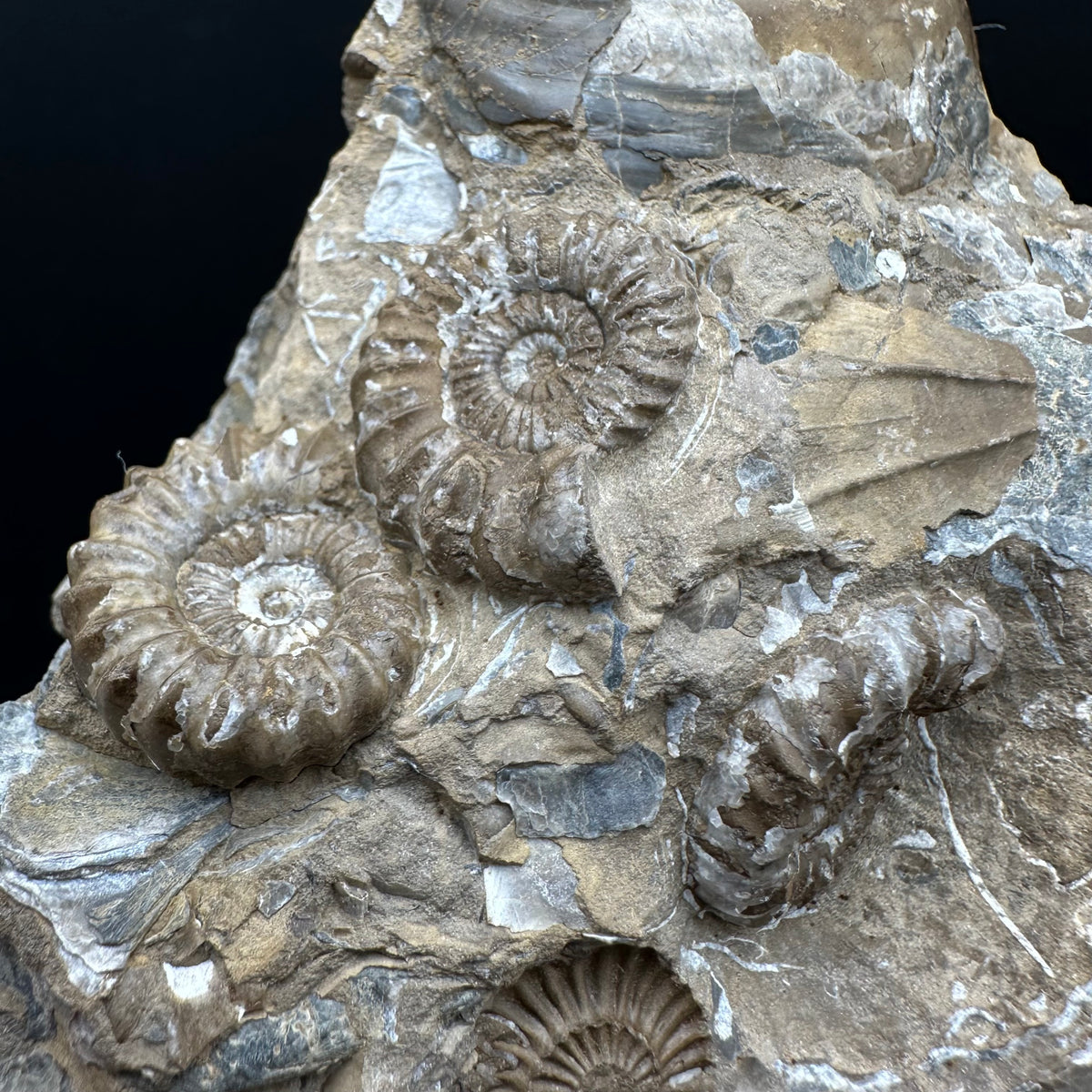 Androgynoceras capricornus Ammonite Fossil With Stand - Whitby, North Yorkshire Jurassic Coast Yorkshire Fossils