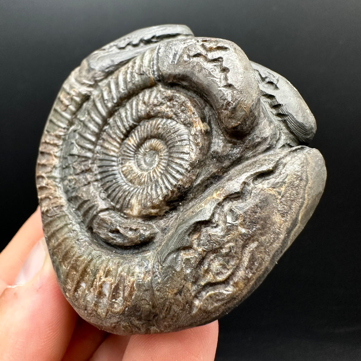 Hydra Snakestone Ammonite Fossil With Bag/Box And Stand - Whitby, North Yorkshire Jurassic Coast Yorkshire Fossils