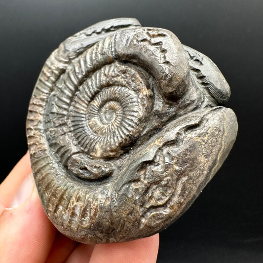 Hydra Snakestone Ammonite Fossil With Bag/Box And Stand - Whitby, North Yorkshire Jurassic Coast Yorkshire Fossils