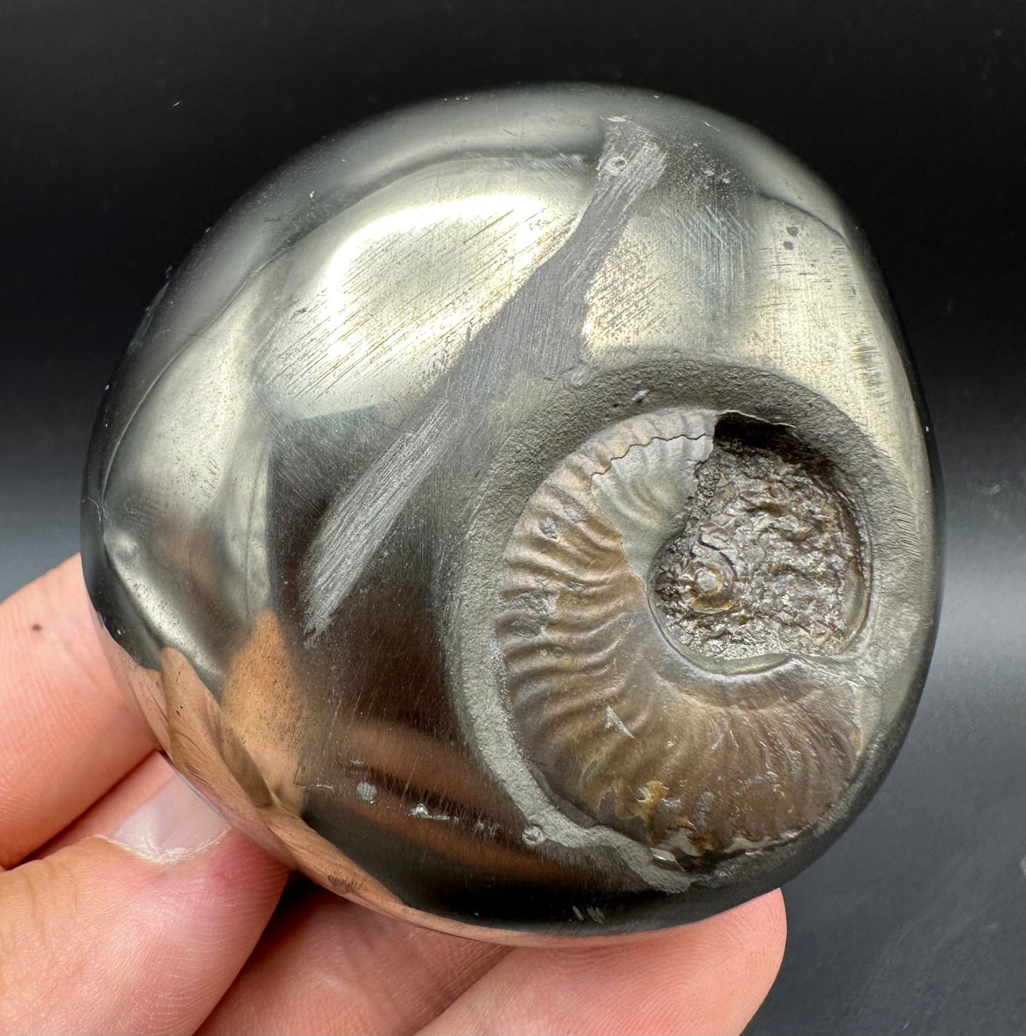 Golden Egg (GENUINE) Ammonite Fossil With Stand - Whitby, North Yorkshire Jurassic Coast Yorkshire Fossils