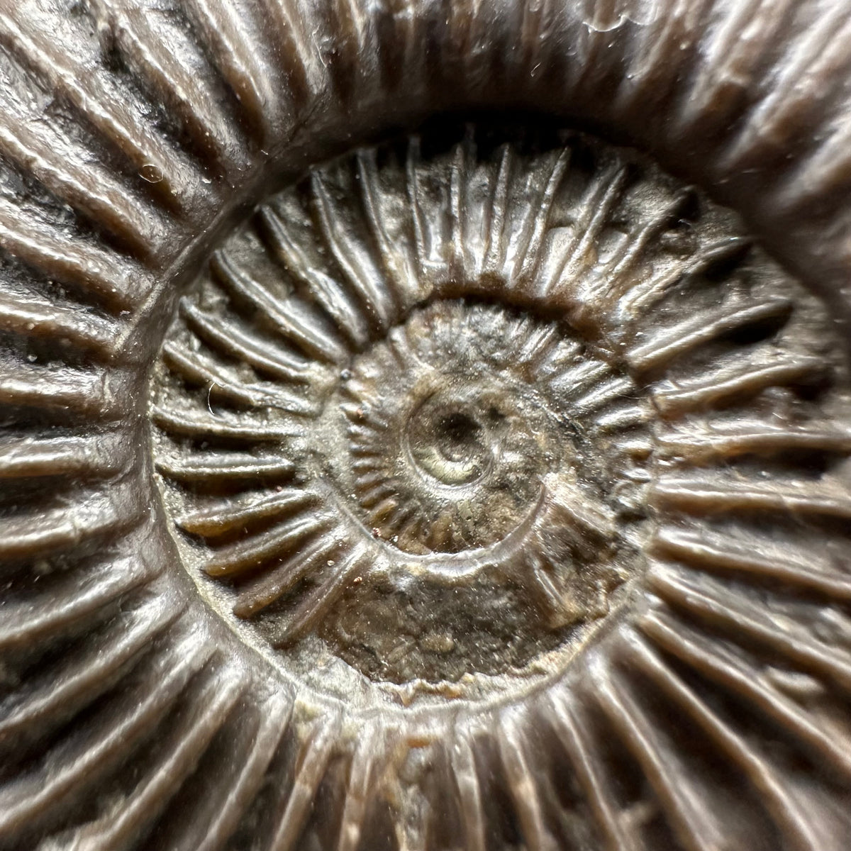 Schlothemia sp. ammonite fossil with box and stand - Whitby, North Yorkshire Jurassic Coast, Yorkshire fossils
