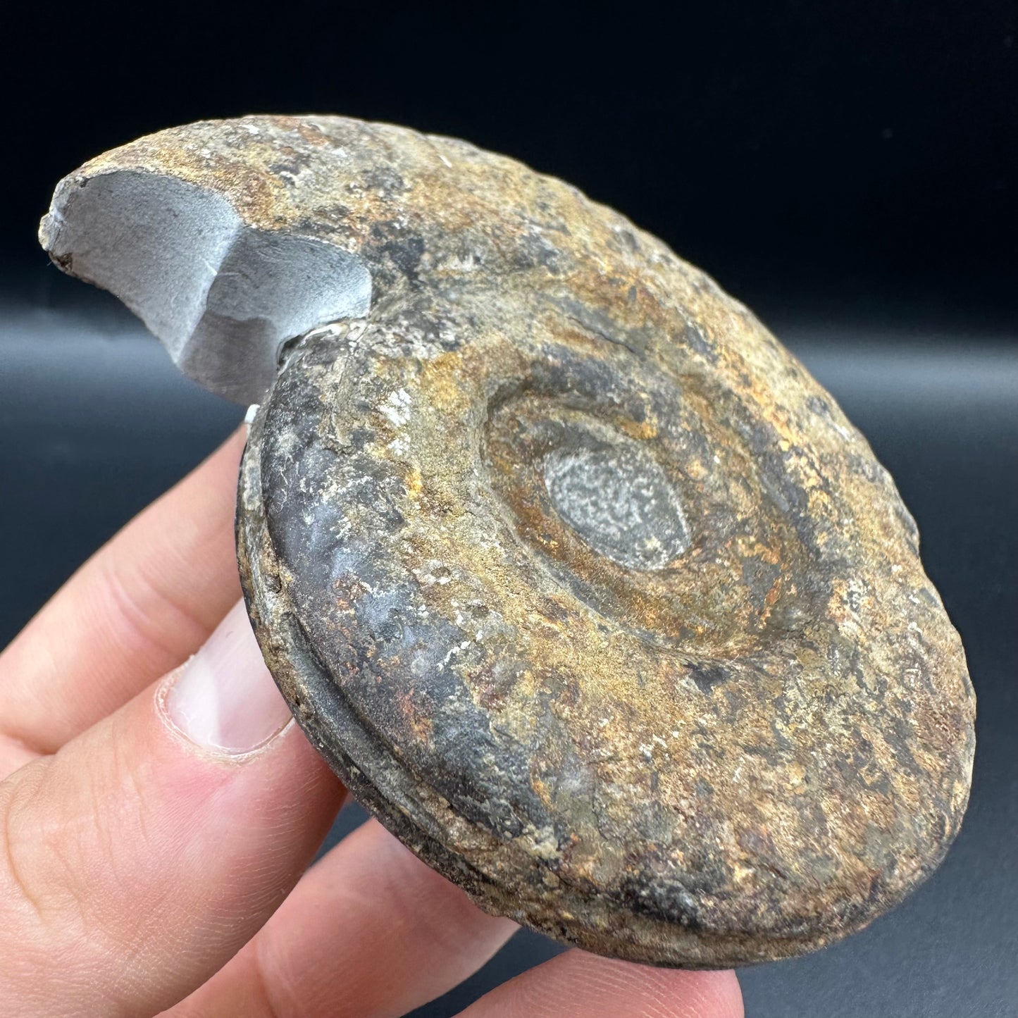 Hildoceras Bifrons Ammonite fossil with box and stand - Whitby, North Yorkshire Jurassic Coast, Yorkshire Fossils from the Jurassic Coast