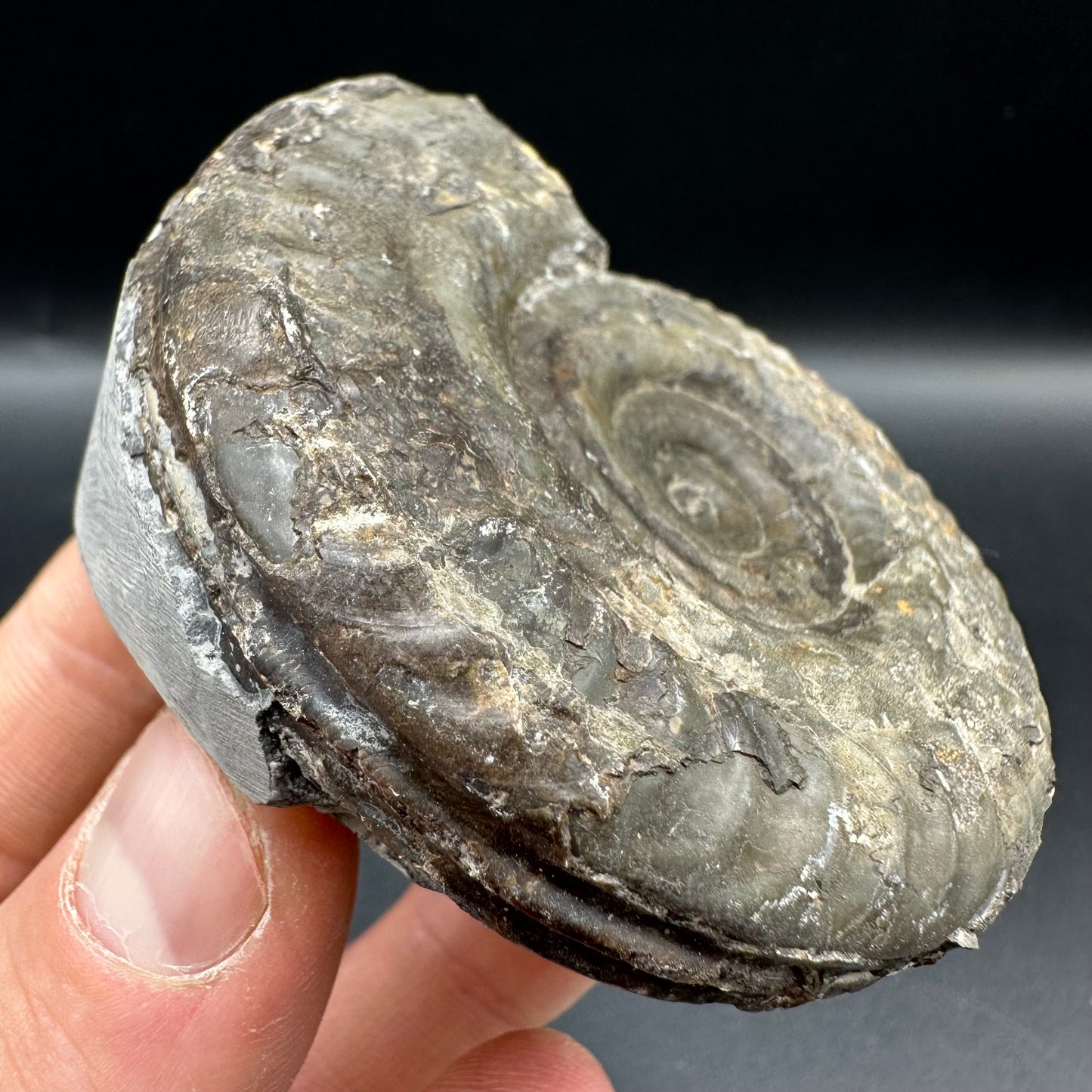 Hildoceras Bifrons Ammonite fossil with box and stand - Whitby, North Yorkshire Jurassic Coast, Yorkshire Fossils from the Jurassic Coast