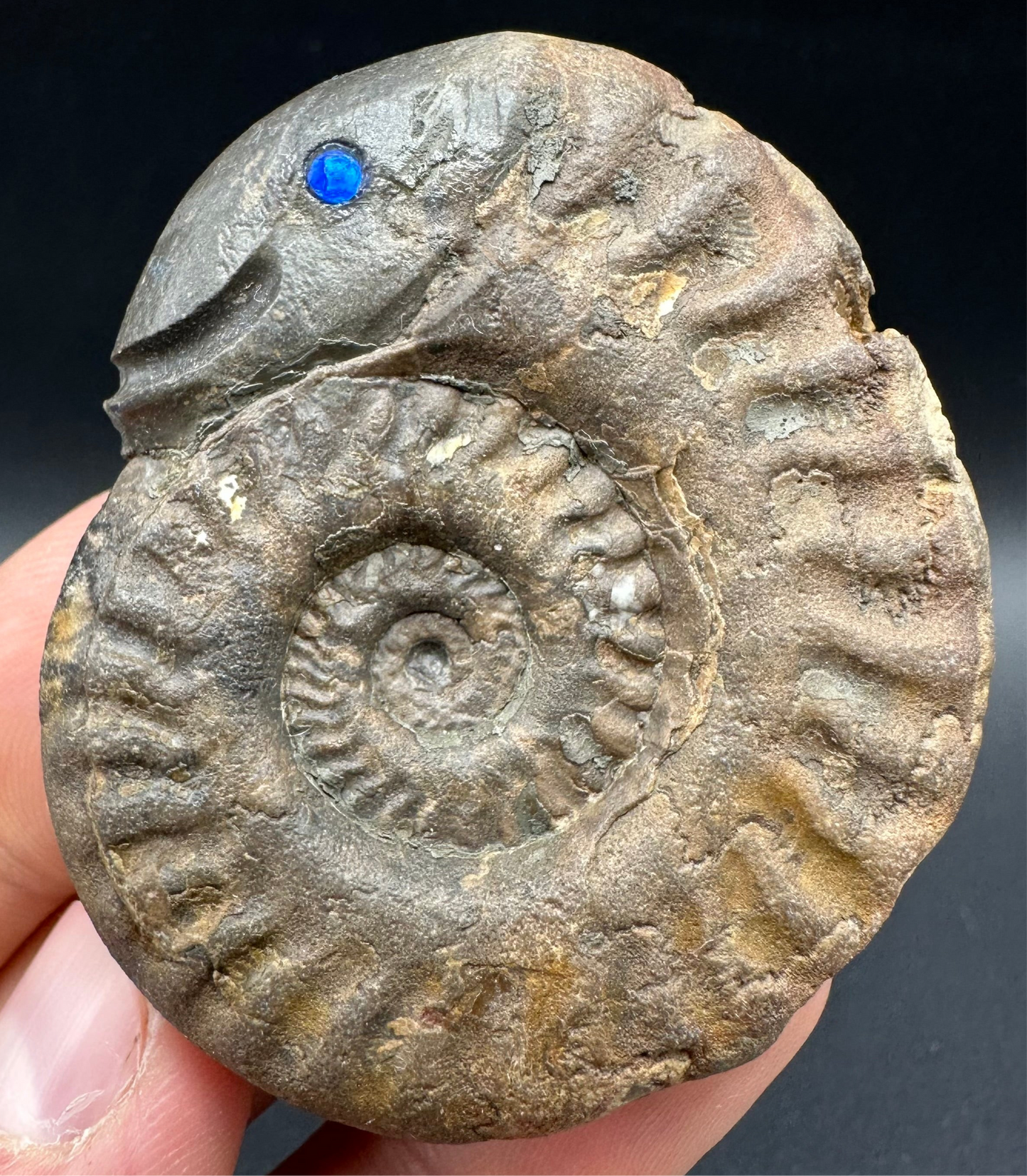 Snakestone Ammonite Fossil With Bag/Box And Stand - Whitby, North Yorkshire Jurassic Coast Yorkshire Fossils