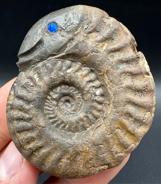 Snakestone Ammonite Fossil With Bag/Box And Stand - Whitby, North Yorkshire Jurassic Coast Yorkshire Fossils