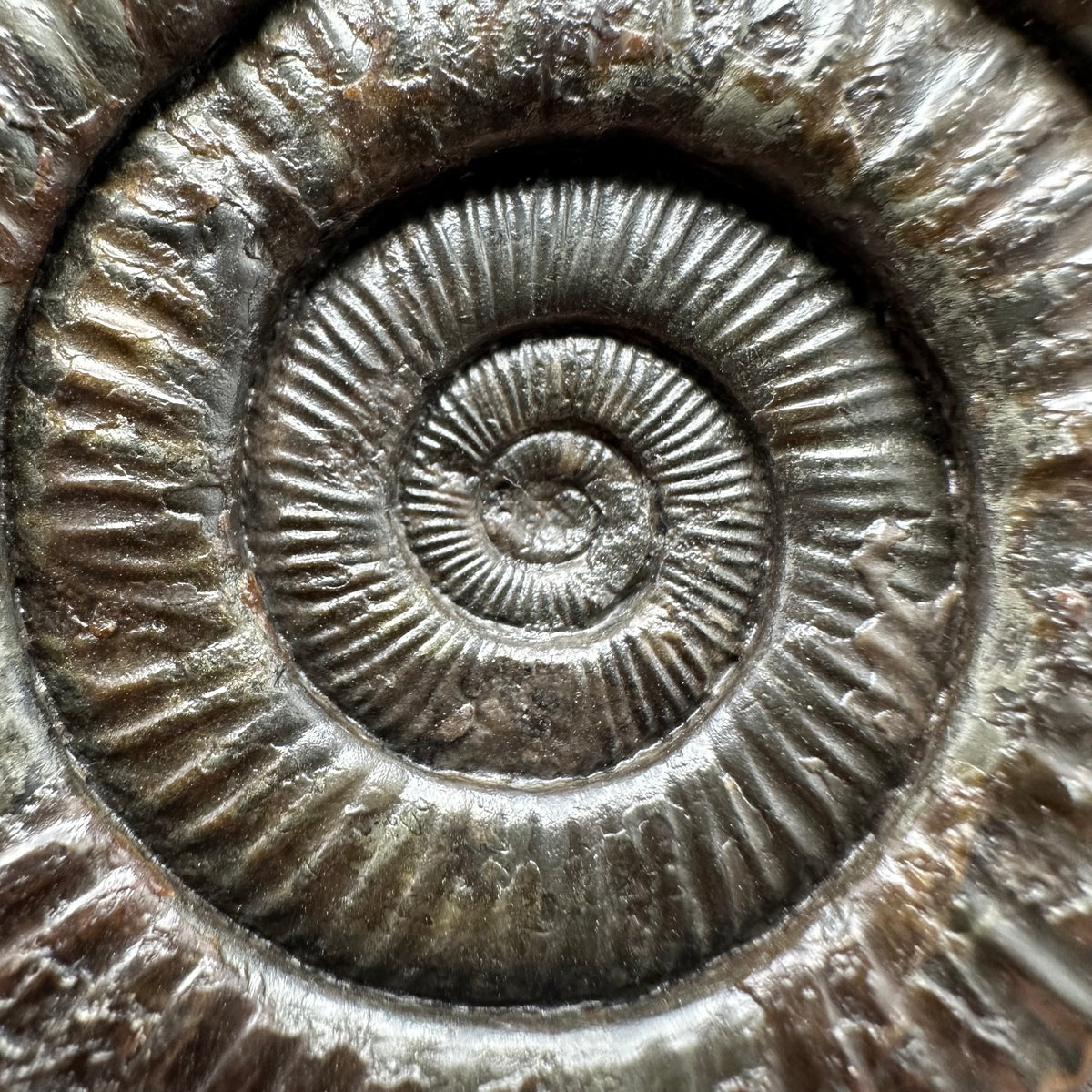 Dactylioceras Ammonite Fossil With box and Stand - Whitby, North Yorkshire Jurassic Coast Yorkshire Fossils