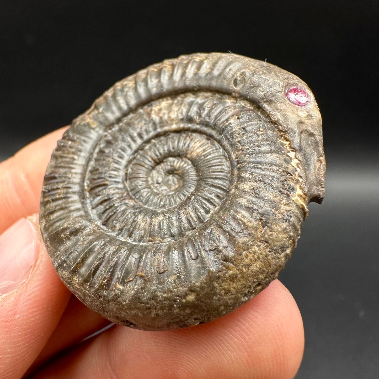Snakestone Ammonite Fossil With Bag/Box And Stand - Whitby, North Yorkshire Jurassic Coast Yorkshire Fossils