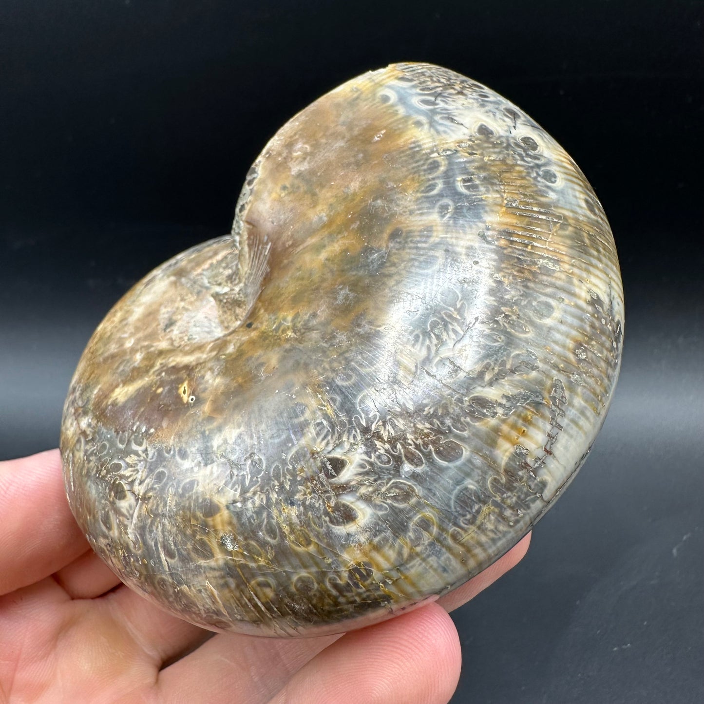 Phylloceras Ammonite Fossil With Box And Stand - Cretaceous Ammonite Madagascar