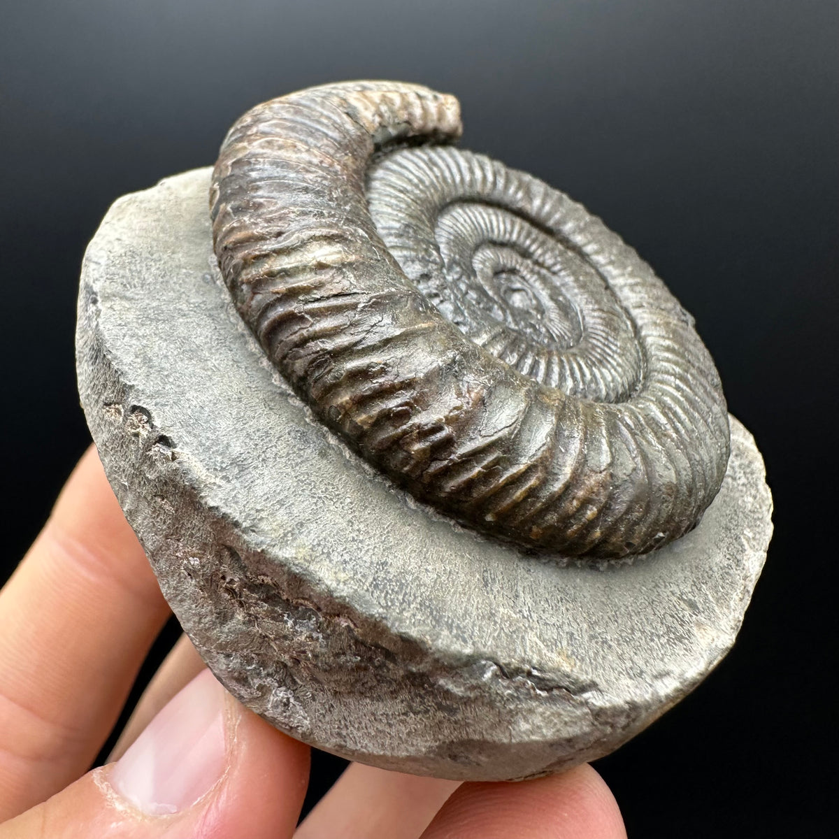 Dactylioceras Ammonite Fossil With box and Stand - Whitby, North Yorkshire Jurassic Coast Yorkshire Fossils