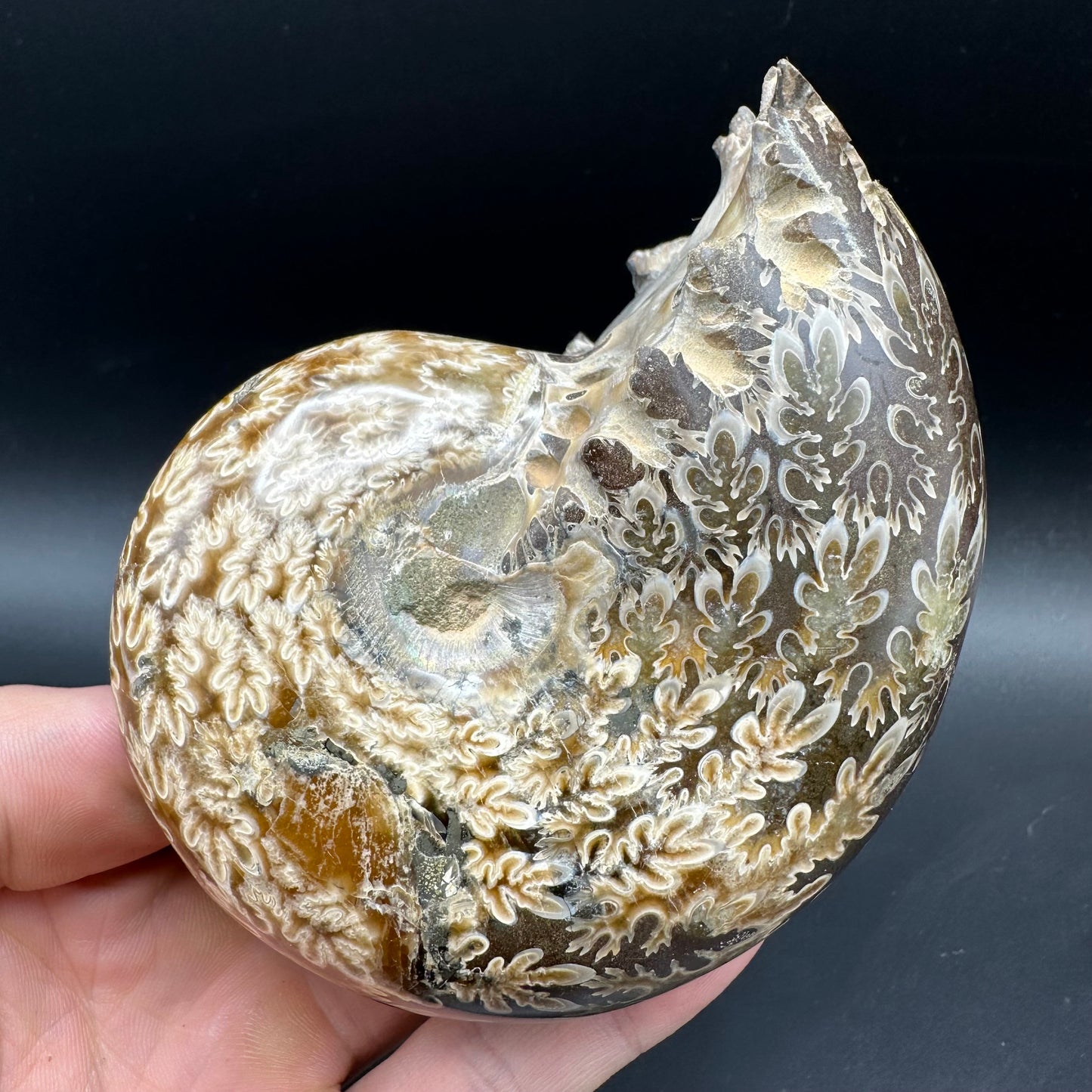 Phylloceras Ammonite Fossil With Box And Stand - Cretaceous Ammonite Madagascar