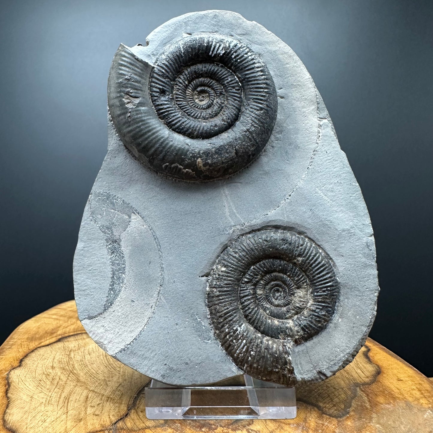 Dactylioceras tenuicostatum Ammonite fossil with box and stand - Whitby, North Yorkshire Jurassic Coast