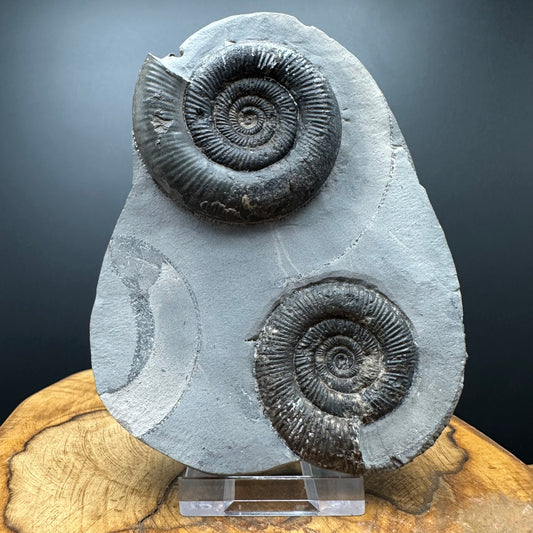 Dactylioceras tenuicostatum Ammonite fossil with box and stand - Whitby, North Yorkshire Jurassic Coast