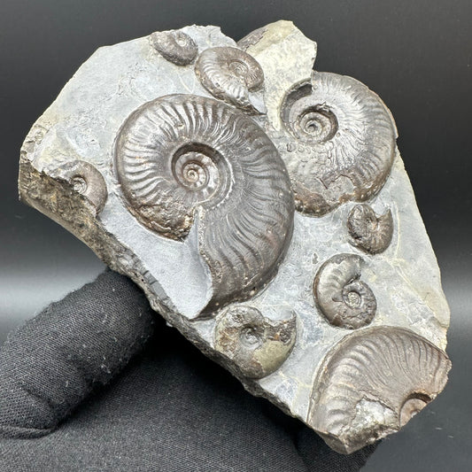 Eleganticeras Elegantulum ammonite fossil with stand - Whitby, North Yorkshire Jurassic Coast, Yorkshire Fossils