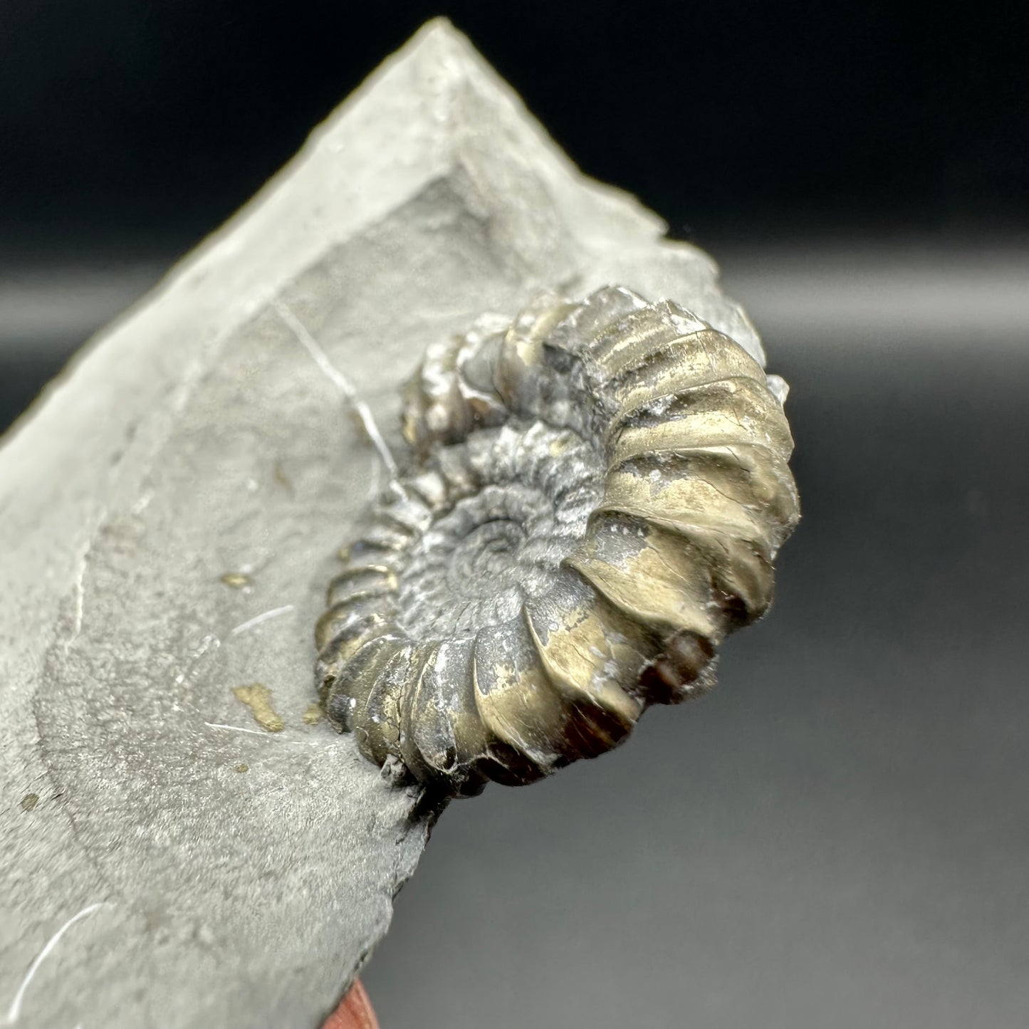 Promicroceras ammonite shell fossil with box and stand - Whitby, North Yorkshire Jurassic Coast Yorkshire Fossils