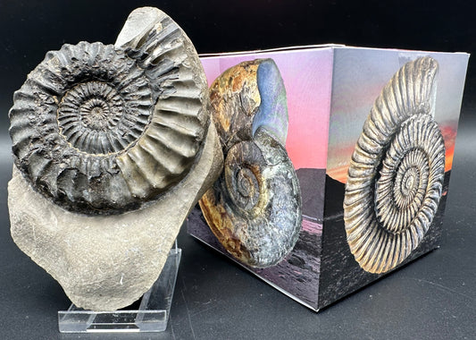 Pleuroceras paucicostatum ammonite fossil with box and stand - Whitby, North Yorkshire Jurassic Coast Yorkshire Fossils