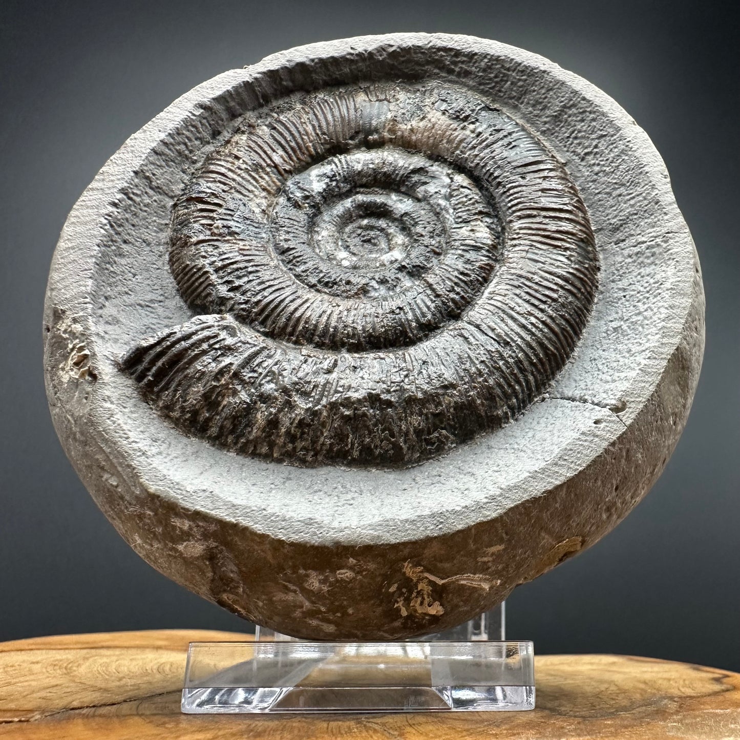Dactylioceras tenuicostatum Ammonite fossil with box and stand - Whitby, North Yorkshire Jurassic Coast