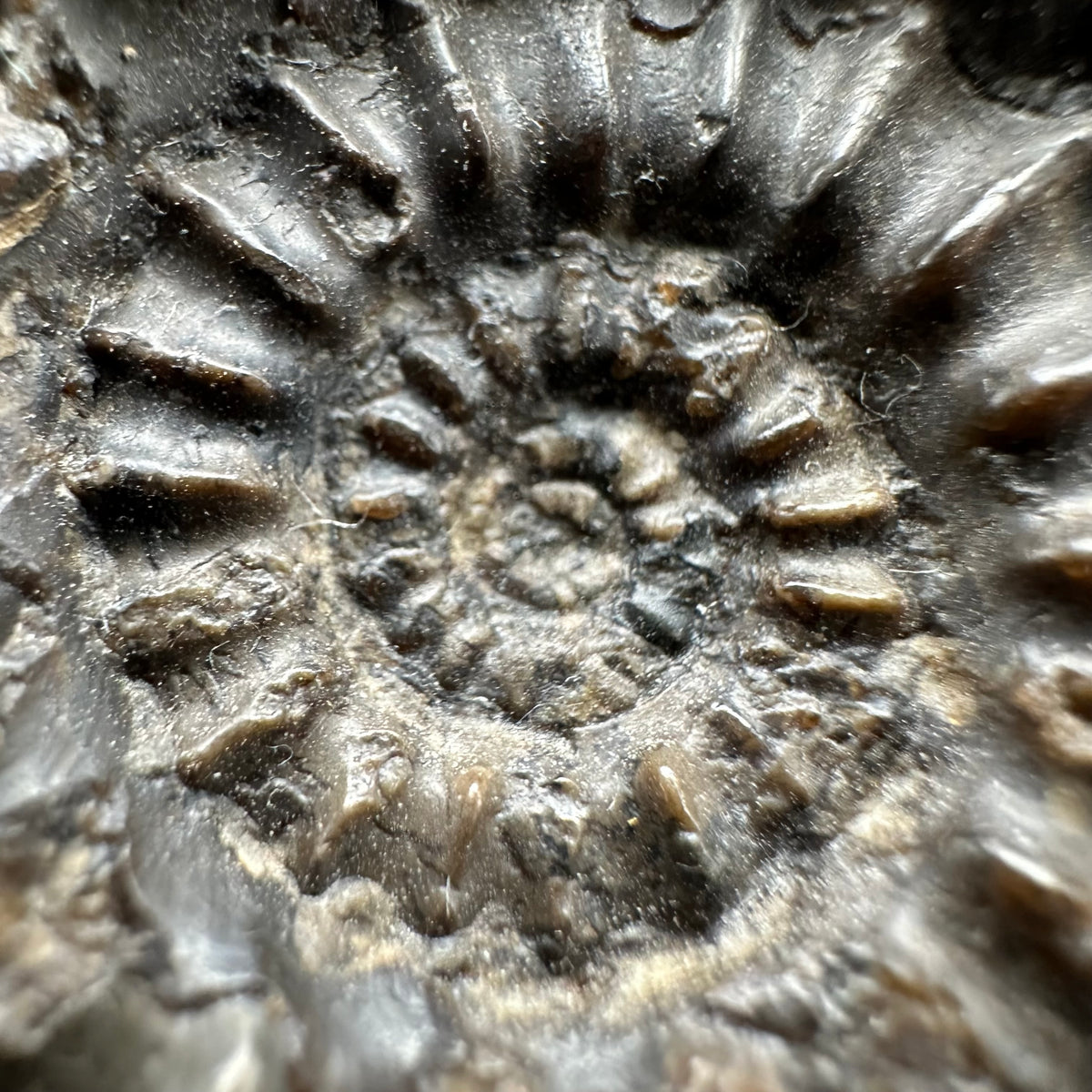 Pleuroceras paucicostatum ammonite fossil with box and stand - Whitby, North Yorkshire Jurassic Coast Yorkshire Fossils