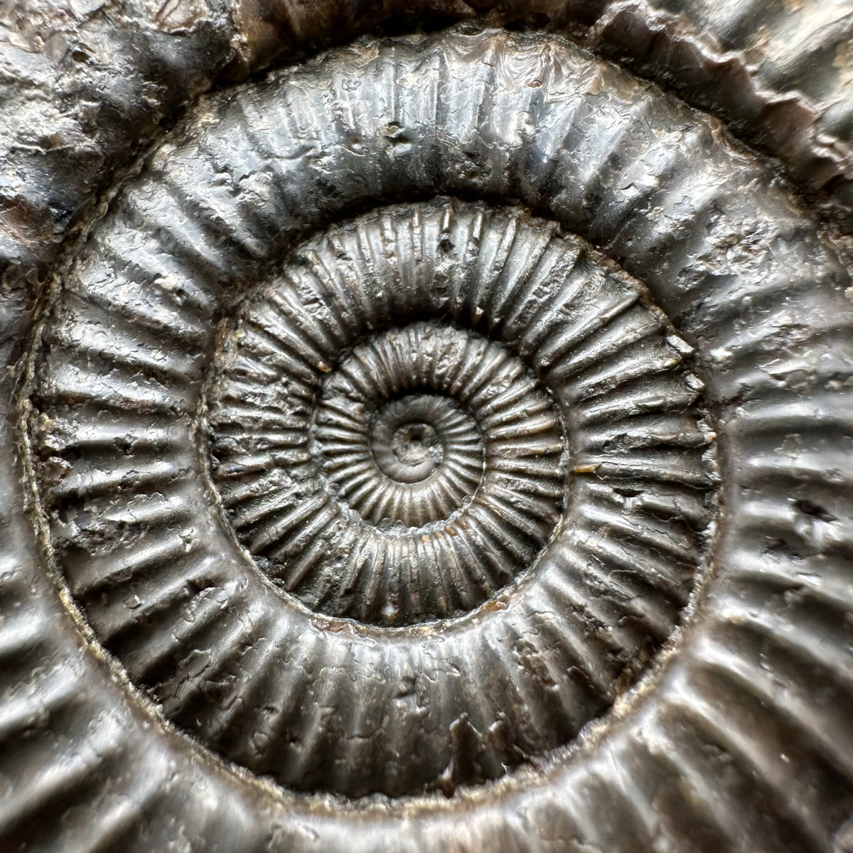 Dactylioceras Ammonite Fossil With Stand - Whitby, North Yorkshire Jurassic Coast Yorkshire Fossils