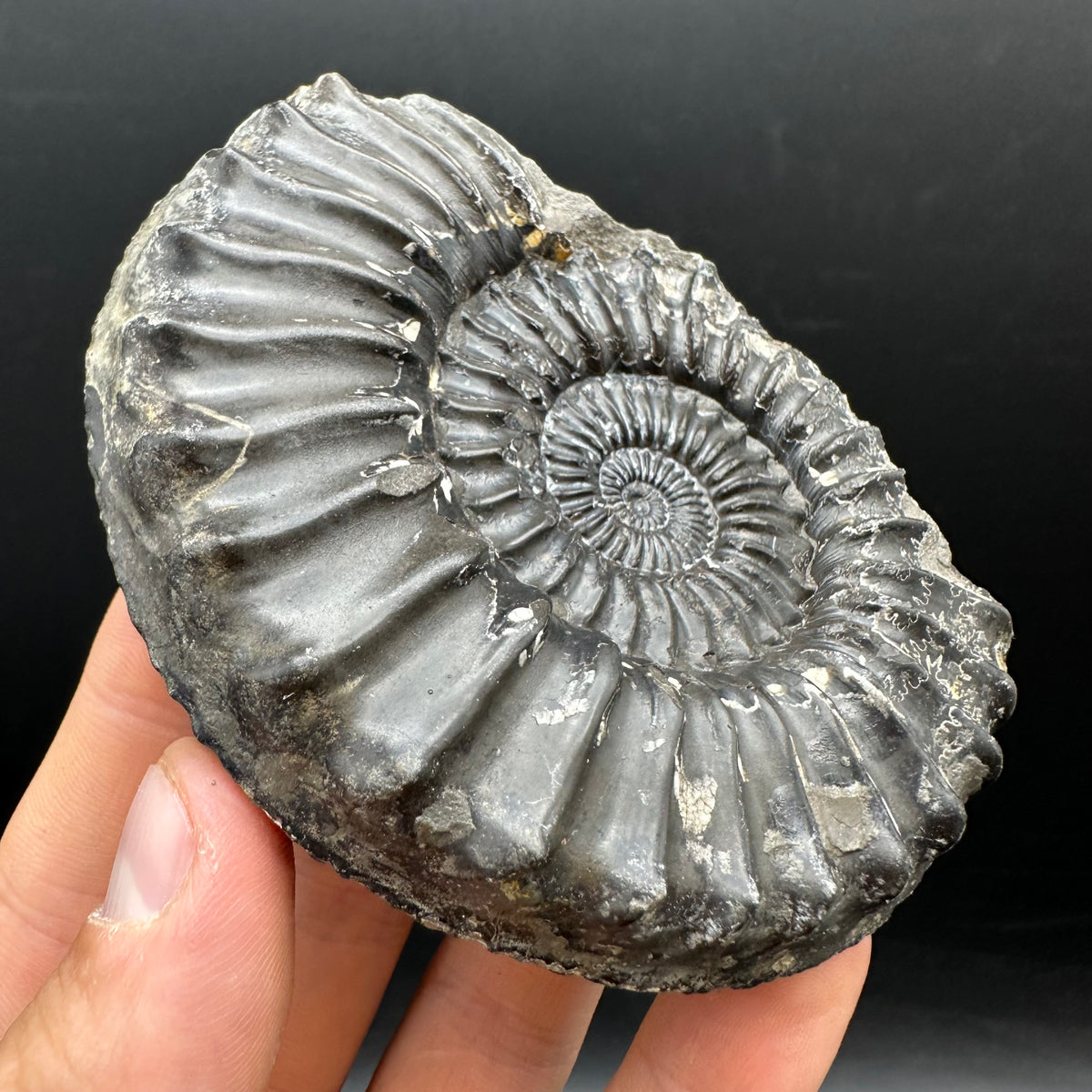 Pleuroceras hawskerense Ammonite fossil with box and stand - Whitby, North Yorkshire Jurassic Coast, Yorkshire fossils
