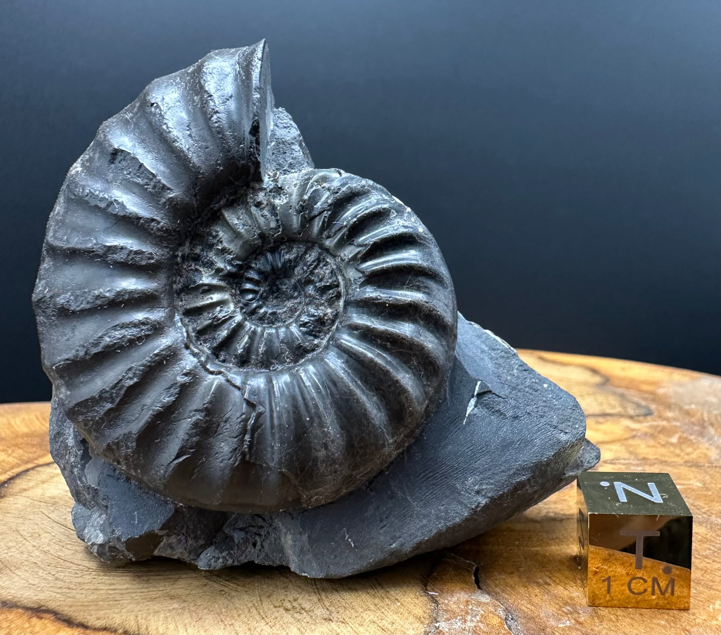 Asteroceras Ammonite fossil with box and stand - Whitby, North Yorkshire Jurassic Coast Yorkshire Fossils